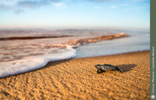 Filhote de tartaruga marinha indo ao encontro da água, na praia de Regência-ES.